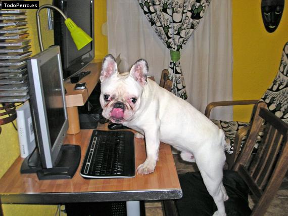 La foto del perro