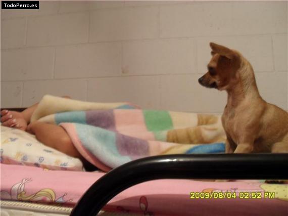 La foto del perro