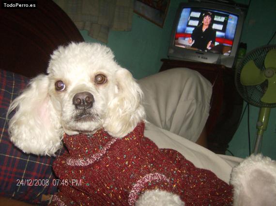 La foto del perro