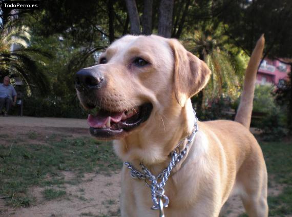 La foto del perro
