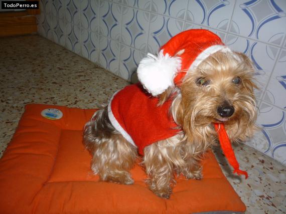 La foto del perro