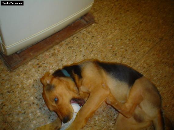 La foto del perro