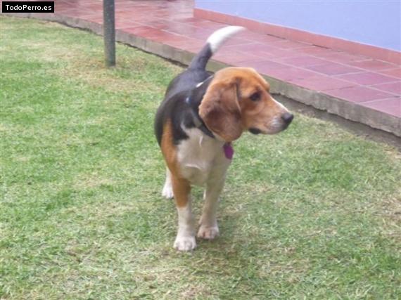 La foto del perro