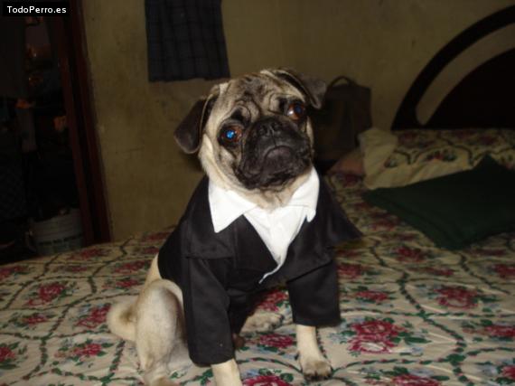 La foto del perro