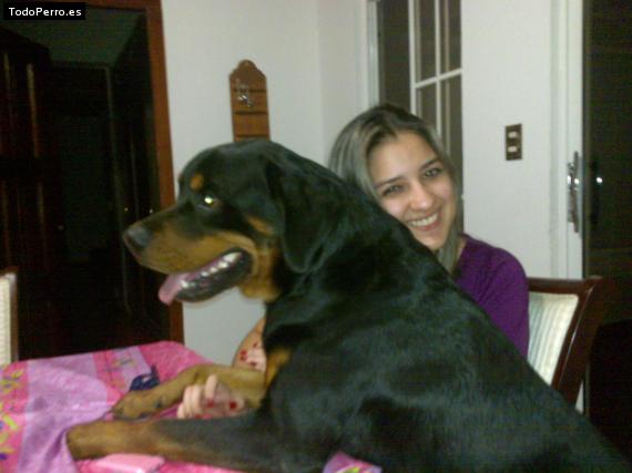 La foto del perro