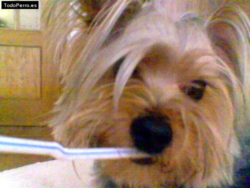La foto del perro