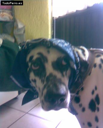 La foto del perro