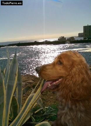 La foto del perro