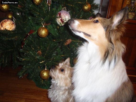 La foto del perro
