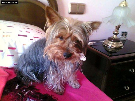 La foto del perro