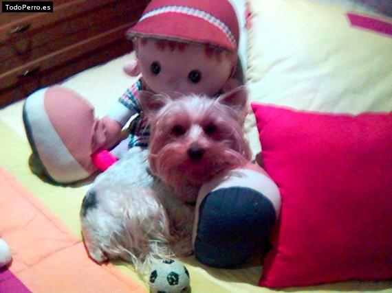 Foto del perro Uno