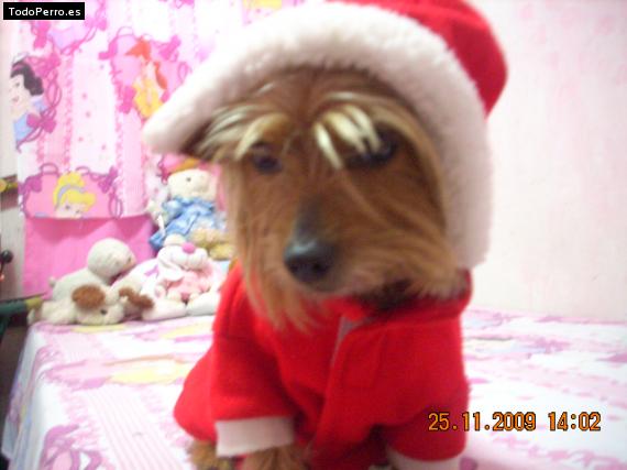 La foto del perro