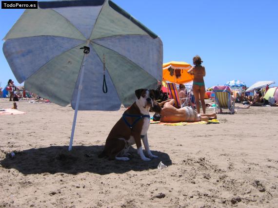 La foto del perro