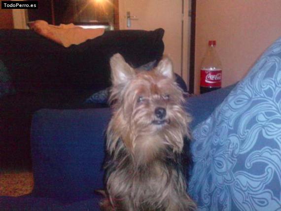 La foto del perro