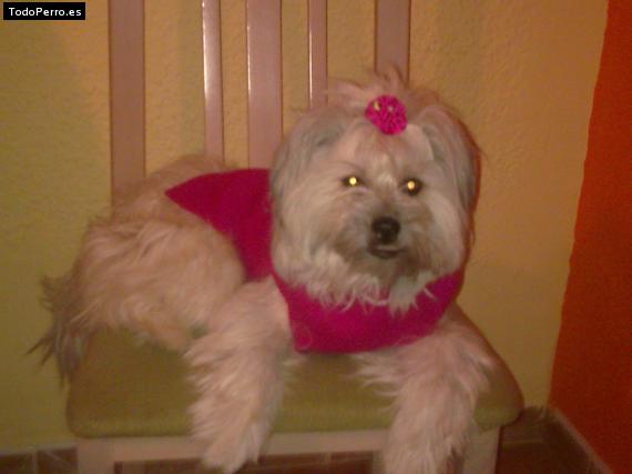 La foto del perro