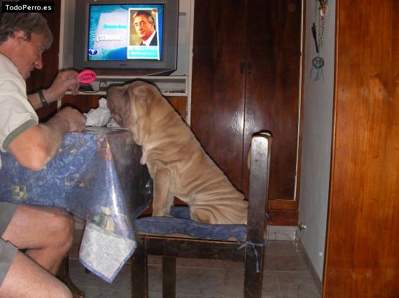 La foto del perro