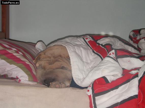 La foto del perro