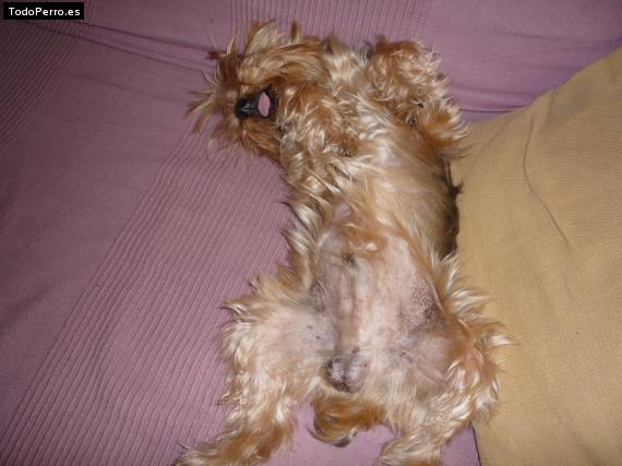 La foto del perro