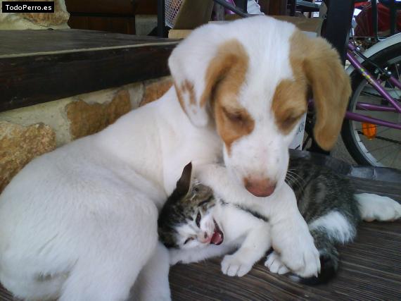 La foto del perro