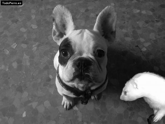 La foto del perro