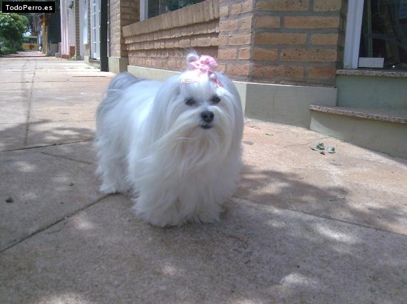 La foto del perro
