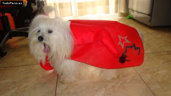 La foto del perro
