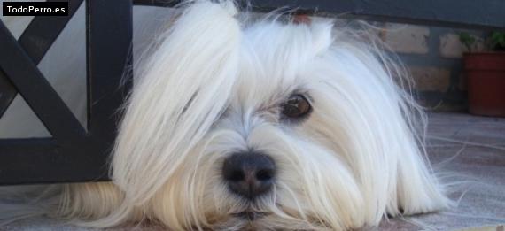 La foto del perro