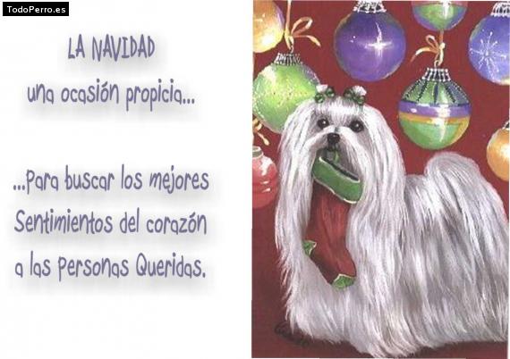 La foto del perro