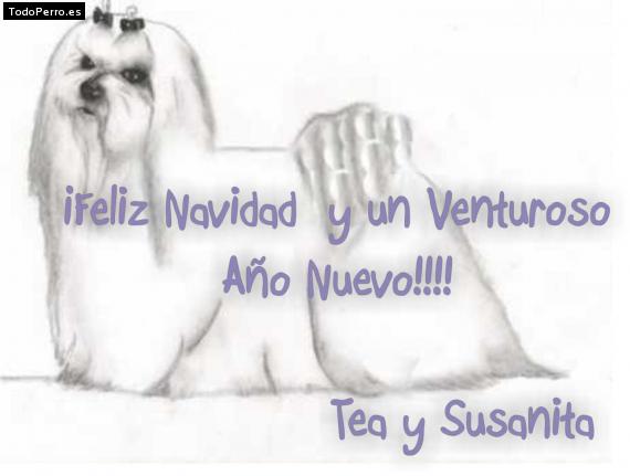 La foto del perro