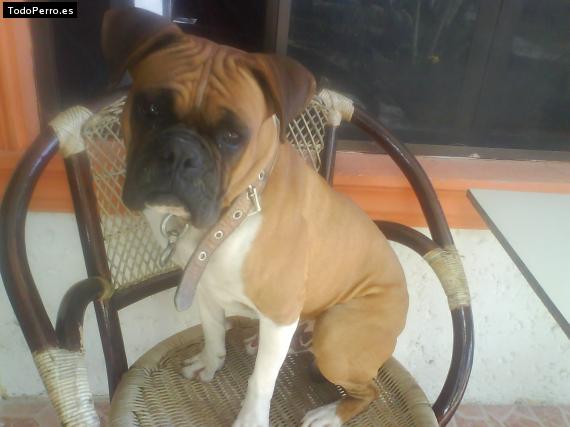 La foto del perro