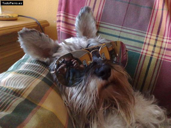 La foto del perro