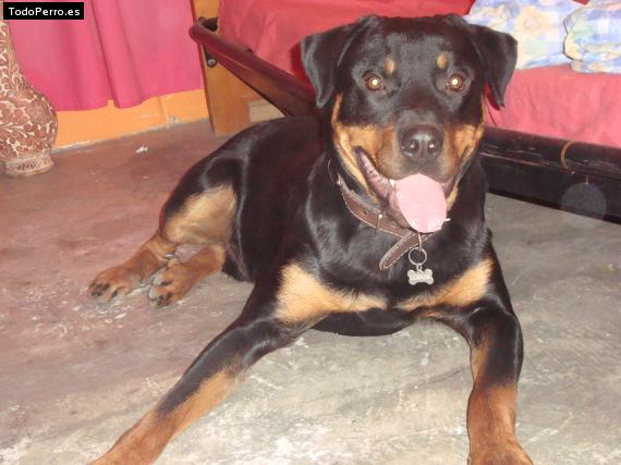 La foto del perro