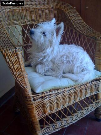 La foto del perro