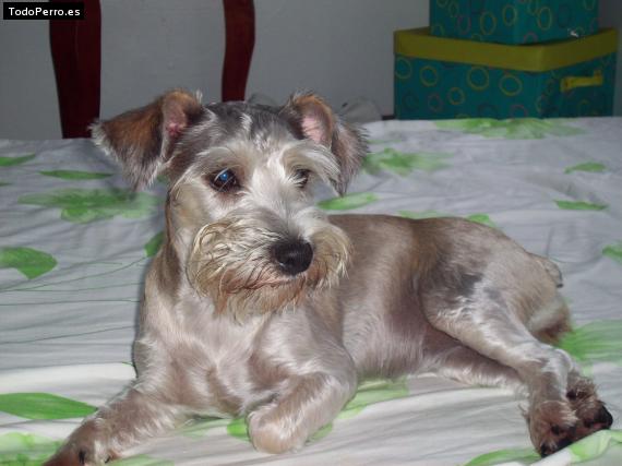 La foto del perro