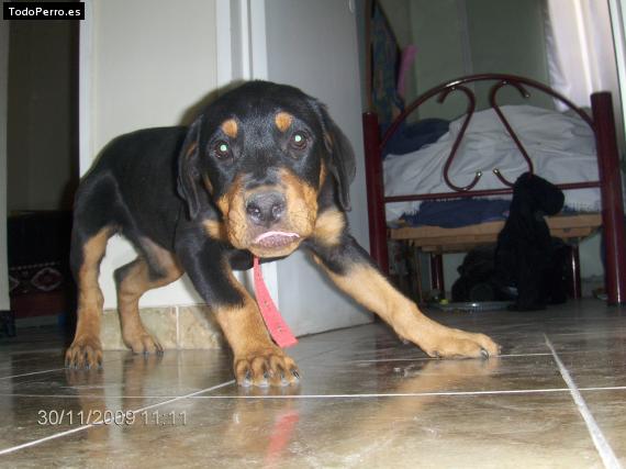 La foto del perro