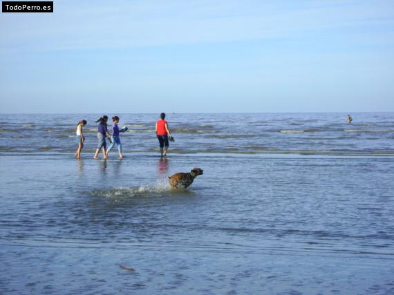 La foto del perro