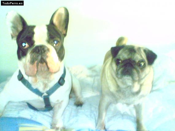 La foto del perro