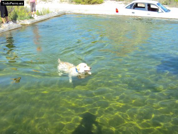La foto del perro