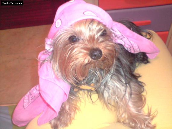 La foto del perro