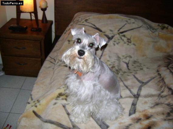 La foto del perro