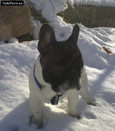 La foto del perro