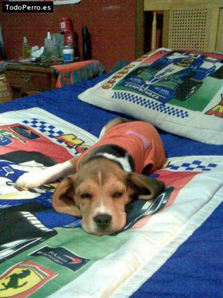 La foto del perro