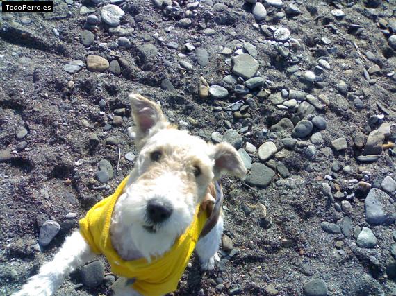La foto del perro