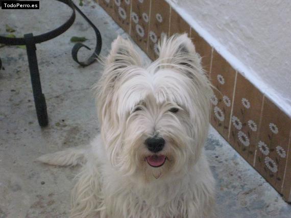 La foto del perro