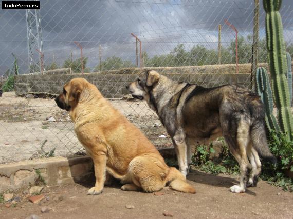 La foto del perro