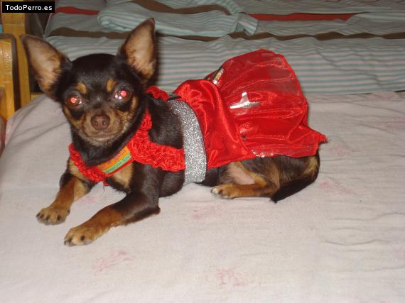 La foto del perro