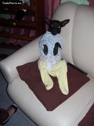 La foto del perro
