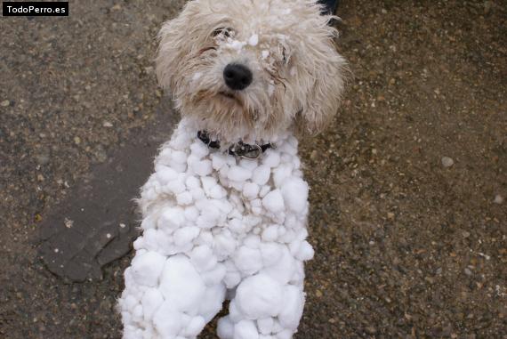 La foto del perro
