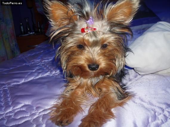 La foto del perro
