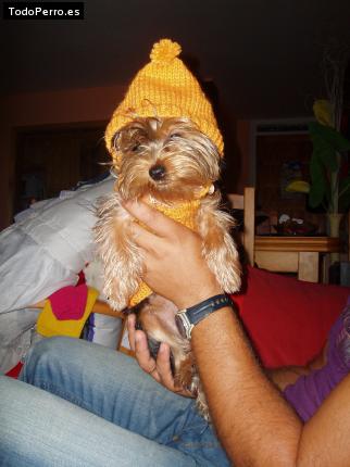 La foto del perro